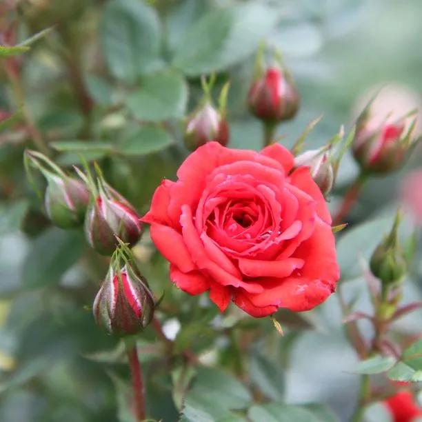 Birthday Wishes Patio Rose (Rosa Birthday Wishes) 1
